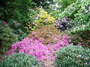 Rhododendron